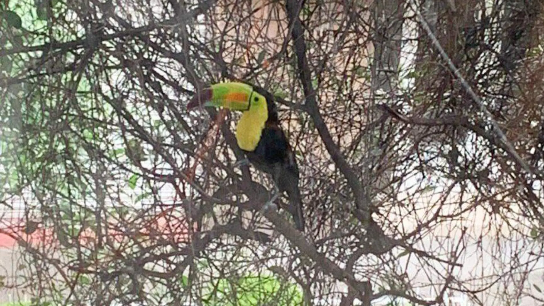 TUCANES LIBRES EN LA CDMX-cortesia @pustulio